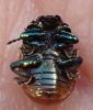 Chrysolina polita